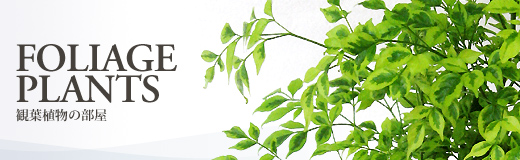 観葉植物