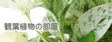 観葉植物の部屋