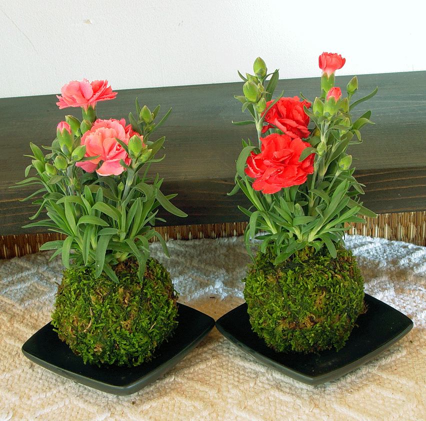 【こけ玉】カーネーションセット